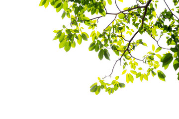 Wall Mural - green leaves branches background