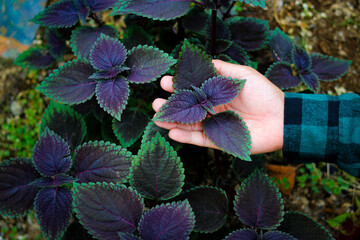 Wall Mural - Hand holding coleus leaf in the backyard