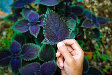 Wall Mural - Hand holding coleus leaf in the backyard