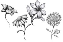 Botanical Illustration Flower Pack - Hand Drawn Pencil Graphite Flowers - Rose, Daisy, Lily And Dahlia