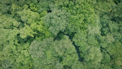 Poster - Aerial top view forest tree, Rainforest ecosystem and healthy environment concept and background, Texture of green tree forest view from above.	
