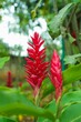 Vertical shot of ginger plant flower in bloom with green leaves