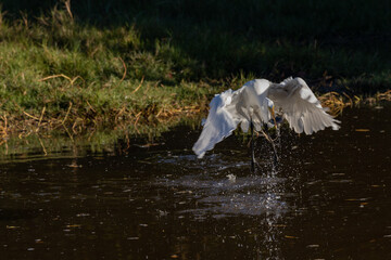 Wall Mural - white egret in flight