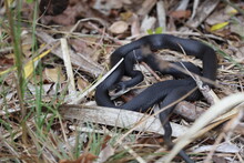 Black Florida Racer Snake-Bailey Tract (Sanibel Island) Florida USA