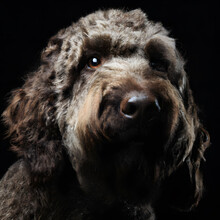 Close Up Studio Photography Of A Dog Head. Labradoodle  Close Up Head Photography, Realistic Dog And Puppy Head On Black Background.     