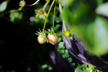 Wall Mural - White unripe Strawberry in an Indonesia strawberry garden