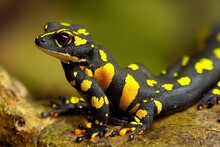 Black Scaly Salamander With Yellow Dots With Large Orange Eyes Lies On Rock