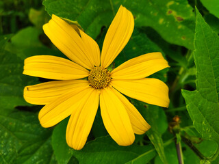 Wall Mural - Close-up view Mexican sunflower in the garden
