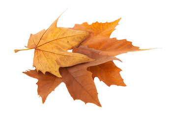 Wall Mural - Autumn maple leaves isolated on white background.