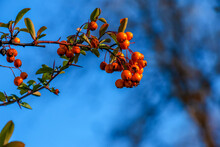 Bright Red Berries Of Pyracantha Coccinea, Scarlet Fiery Fruits On A Branch Of A Tree Growing In The Park. Blurred Green Bush And Blue Sky In The Background.