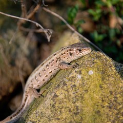 Poster - Closeup shot of a lizard sunbathing on a rock