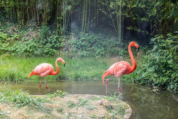 Wall Mural - Beautiful pink flamingos in zoological garden