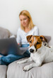 Online work at home with pet. Cute dog jack russell lies on the bad in the foreground next to the owner working on a laptop