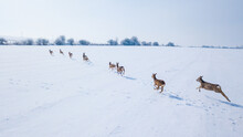 Aerial View Of A Herd Of Roe Deer In Winter. Beautiful Wildlife Scenery Of Running Roe Deer In Snowy Landscape. West Bohemia In Czech Republic, European Union.