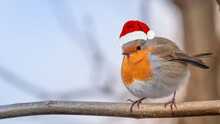 Christmas Celebration Robin Bird