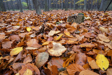 Wall Mural - Inedible mushroom in the forest in autumn leaves.