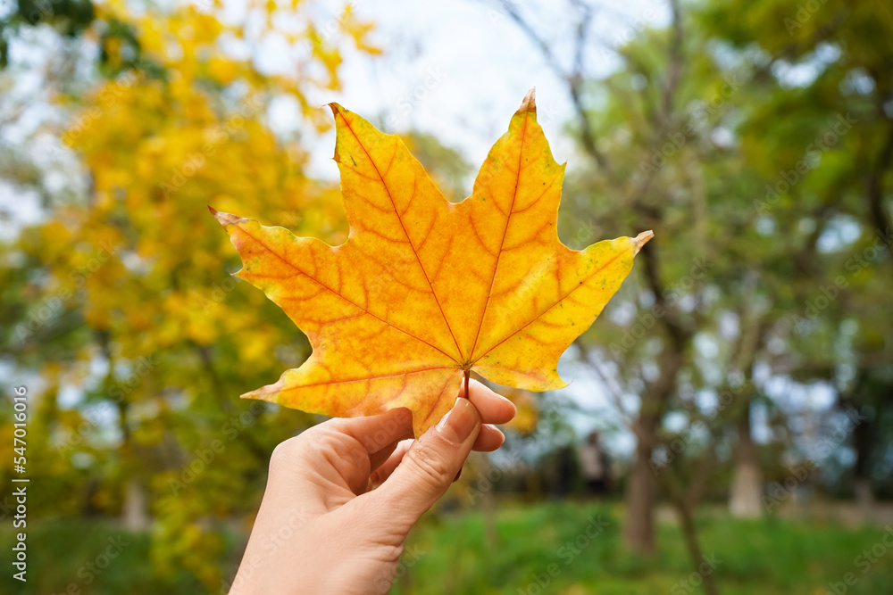 Female hand with orange maple leaf outdoors