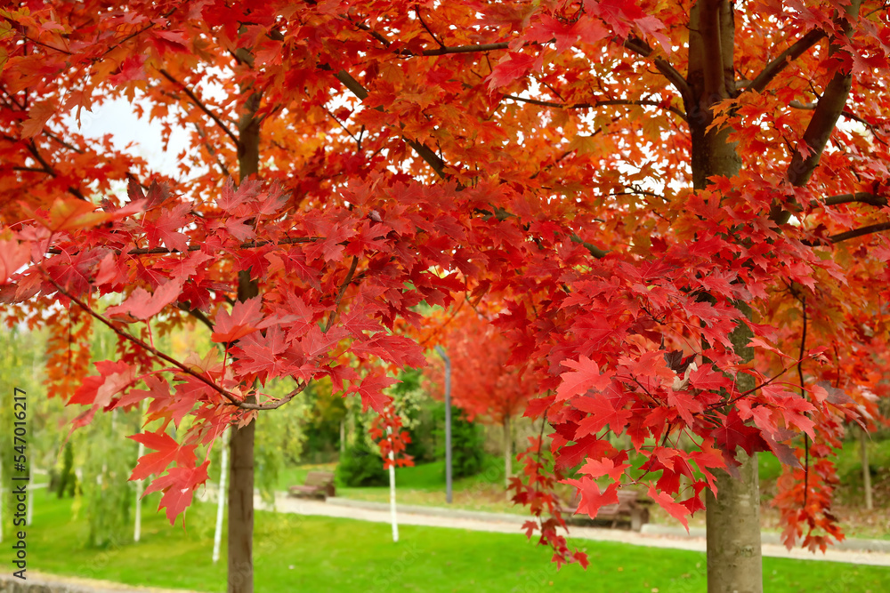 Trees with red leaves in autumn park