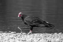 Grayscale Shot Of A Vulture Hunting And Eating A Snake On The Shore