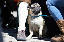 Cute French Bulldog Sitting Under The Legs Of A Person