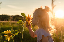 A Little Girl In The Rays Of The Sun Looks At Sunflower Flowers At Sunset In The Backlight In The Month Of August On The Background Of The Field