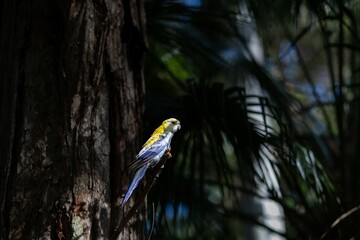 Sticker - Closeup of a pale-headed rosella parrot perching on a tree branch