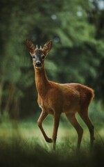 Sticker - Selective focus shot of a Roe Deer posing on the meadow