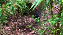 Wild Turkey Hen And Babies Close-up Free Stock Photo - Public Domain ...