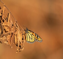 Wall Mural - Shallow focus of a monarch butterfly standing on a branch with dry leaves