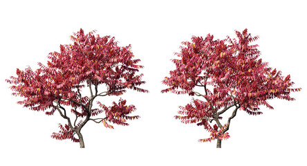 Staghorn sumac trees and branches isolated, medium orange leaf trees clipping path