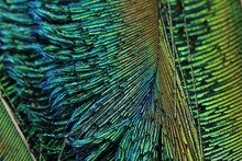 Beautiful Green Single Feather Closeup. Peacock Feather. Feather Isolated. Closeup Shot Of Green Feather With Details.