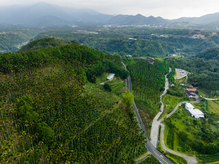 Poster - Green tea garden and forest with road natural scenery on the mountain in Nantou of Taiwan