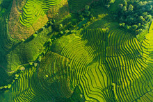 Aerial Top View Morning Scene Of Pa Bong Piang Beautiful Terraced Rice Fields, Mae Chaem, Chiang Mai Thailand. Mountain Hills Valley In Asian, Vietnam. Nature Landscape Background.