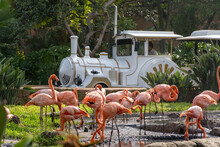 Phoenicopterus Ruber Flamingos Inside A Fountain In The Background A White Tourist Train Passing By, Vegetation And Water Around The Site