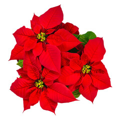 Canvas Print - red poinsettia, christmas star flower (euphorbia pulcherrima), top view. isolated on transparent bac