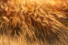 Sheep Skin Structure.Close Up Of Sheep Fur.