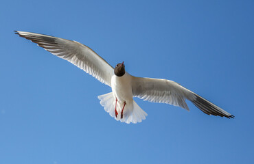 Wall Mural - Portrait of a seagull in flight against the sky.