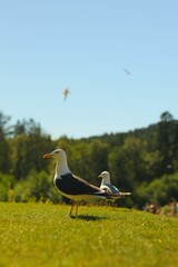 Canvas Print - Vertical closeup of seagulls perched on green grass in a park in Norway