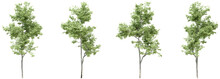 3D Illustration Of Trees On Transparent Background, For Illustration, Digital Composition, And Architecture Visualization