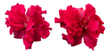 Red Hibiscus Flowers Isolated On Transparent Background	