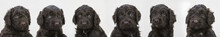 Studio Portrait Litter Of Cute Black Barbet Puppies In A Row
