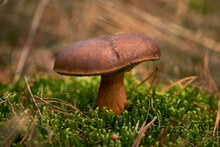 Close Up Brown Bay Bolete Mushroom Growing

