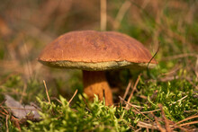 Close Up Brown Bay Bolette Mushroom Growing In Woods
