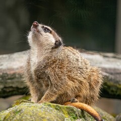 Sticker - Selective of a meerkat (Suricata suricatta) on a mossy surface