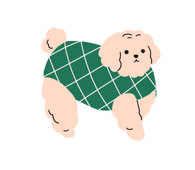 Wall Mural - Cute dog in costume. Funny puppy wearing warm winter sweater, canine outfit. Lovely sweet little doggy, pup of Bichon breed in pets apparel. Flat vector illustration isolated on white background