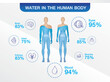 Water in the human body is infographic on white background