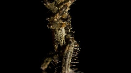 Spider vertically hangs on spider web at night and waits for victim