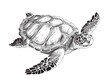 Sea turtle hand drawn engraving style sketch Underwater animals Vector illustration.