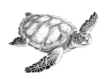 Sea Turtle Hand Drawn Engraving Style Sketch Underwater Animals Vector Illustration.