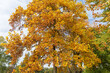 Fragment of the tulip tree with autumn leaves in park